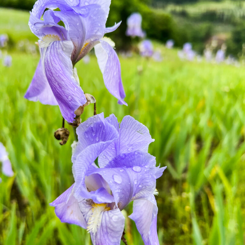 Iris Palida in the hills of Tuscany