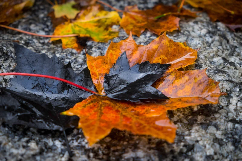 NORTH ATLANTIC Signature Collection - Image 10